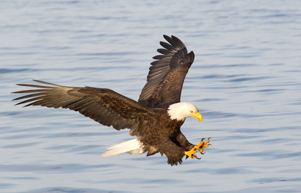 Bald eagle gliding above Lake Buchanan