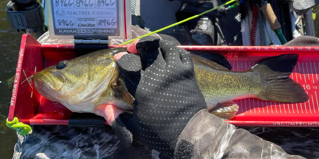a fish on a measuring scale with a gloved hand