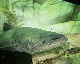 a flathead catfish