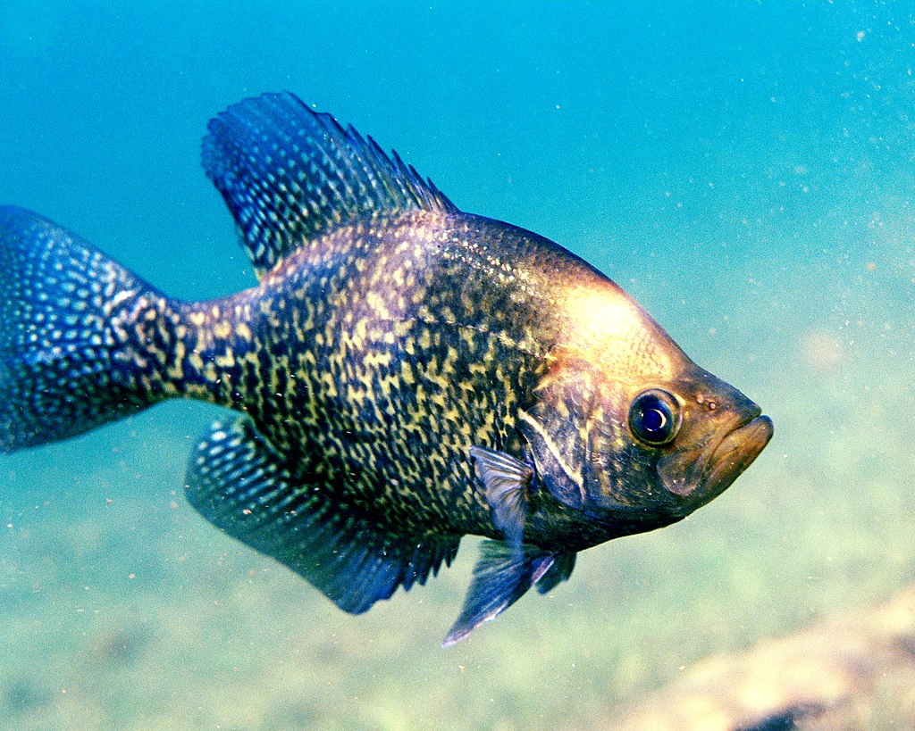 a black crappie swimming in clear water