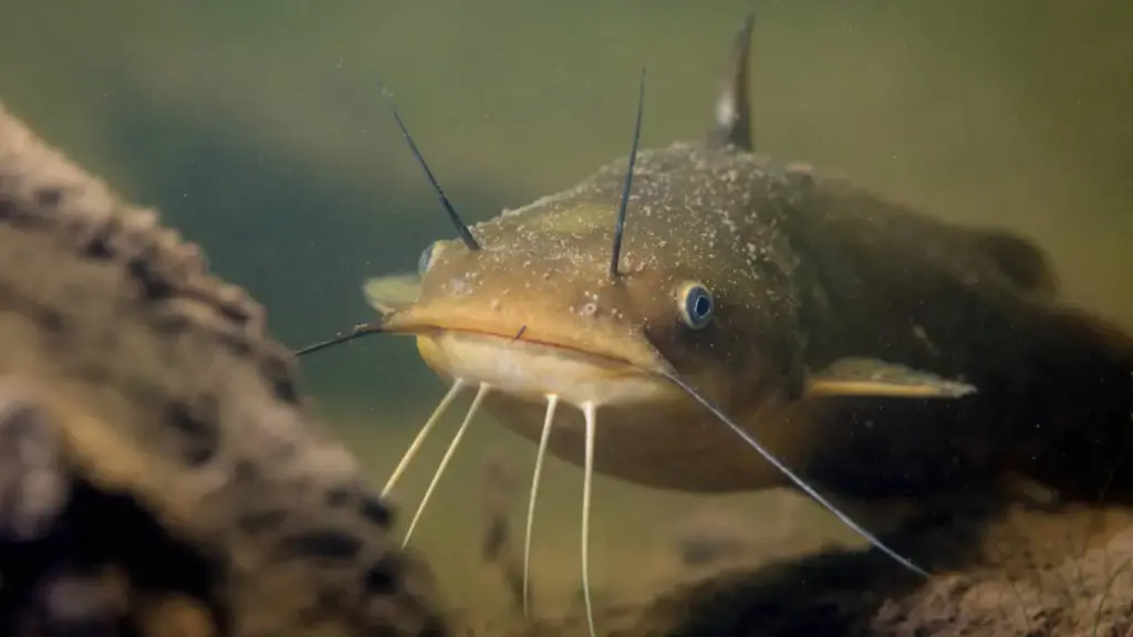a yellow bullhead catfish
