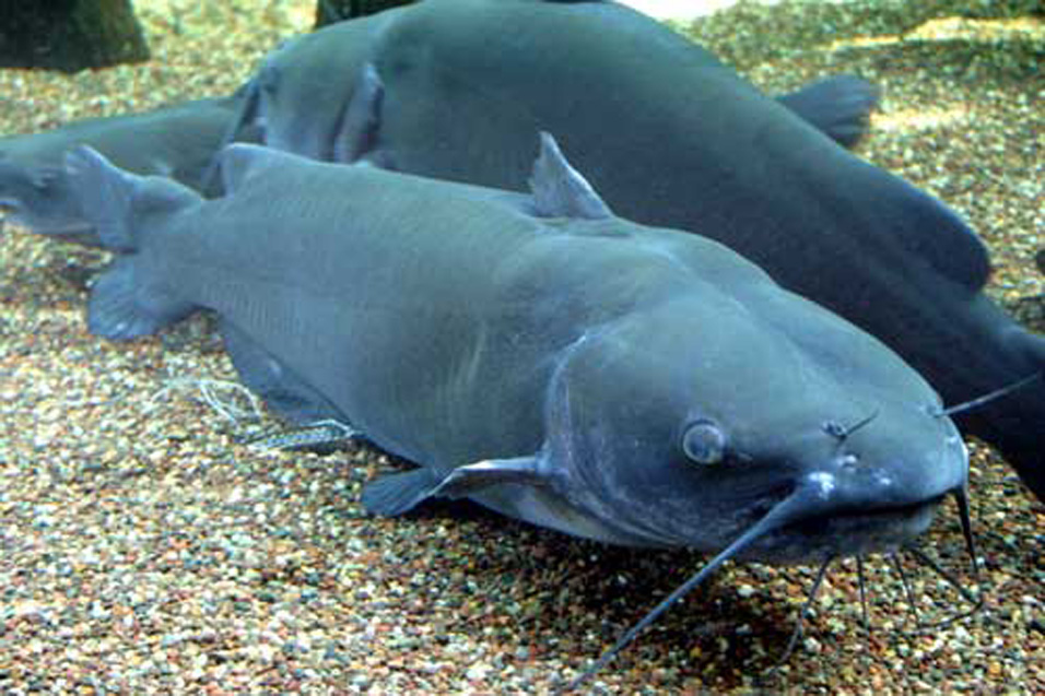 a channel catfish