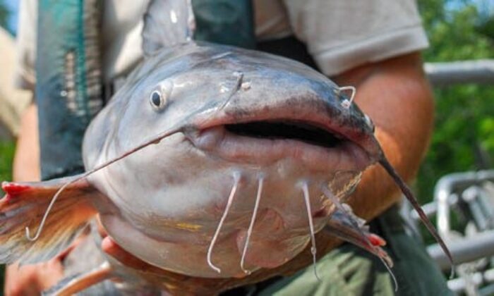 a blue catfish