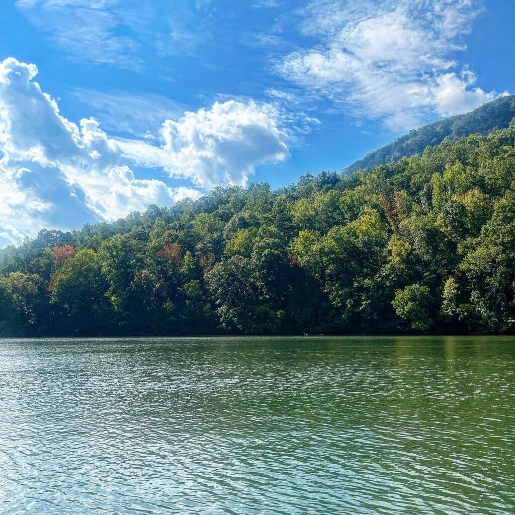 trees, water, and a blue sky