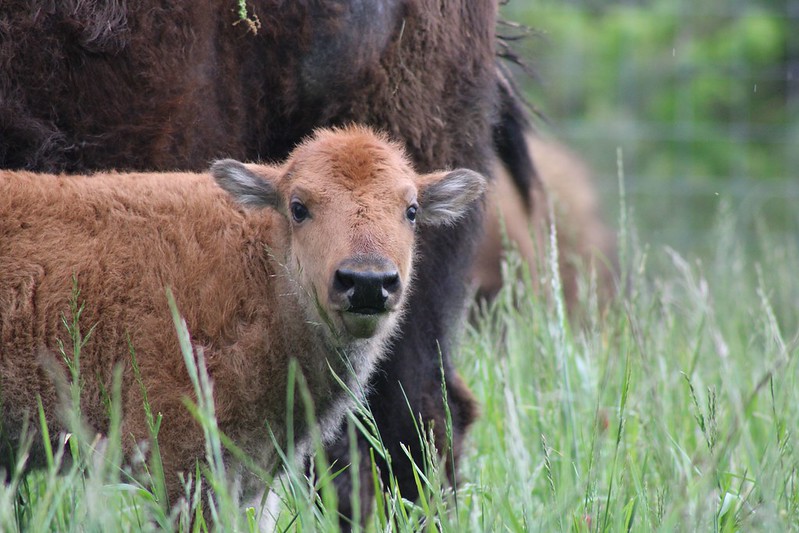 bison calf
