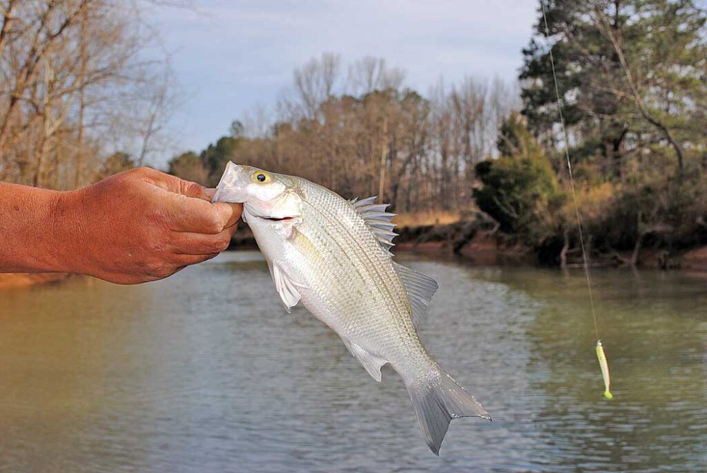 Hand holding white bass in front of lake.