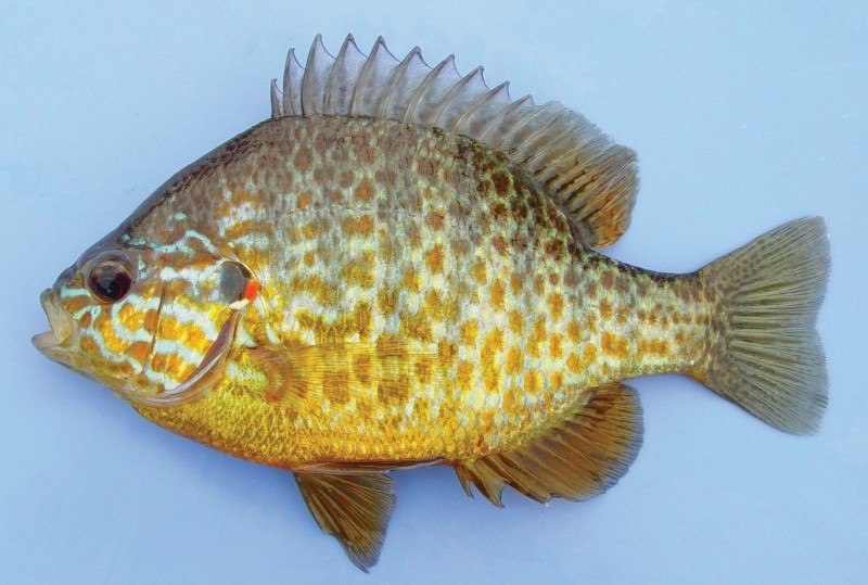 Picture of sunfish