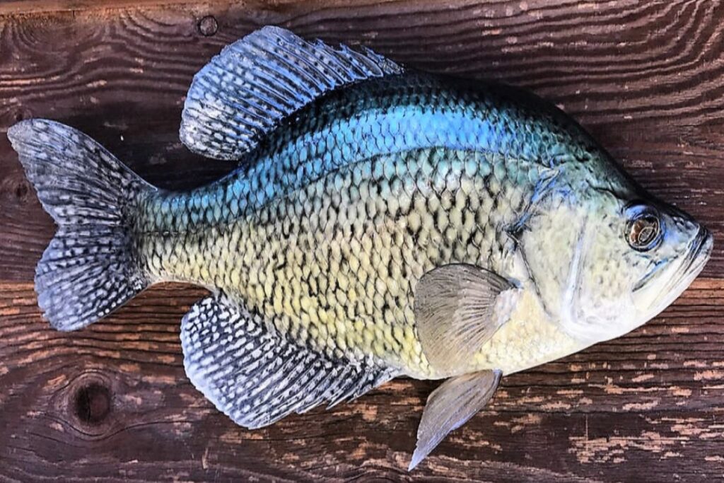Crappie fish laid on wood
