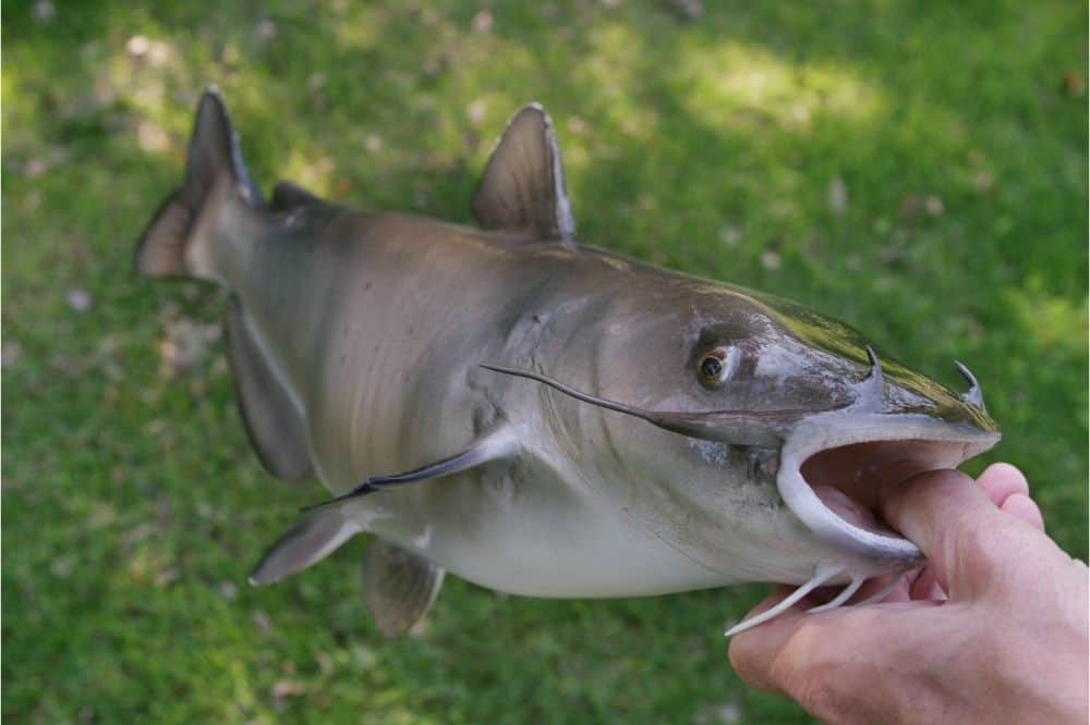 Hand holding channel catfish