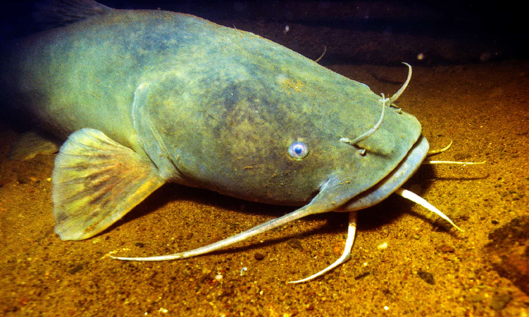 Flathead catfish at bottom of pond.