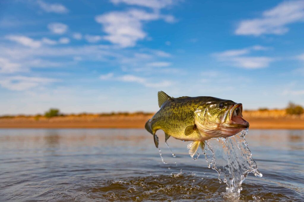 Largemouth bass jumping out of water