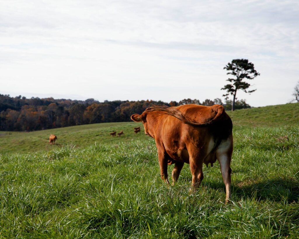 Cow walking through a green field. 