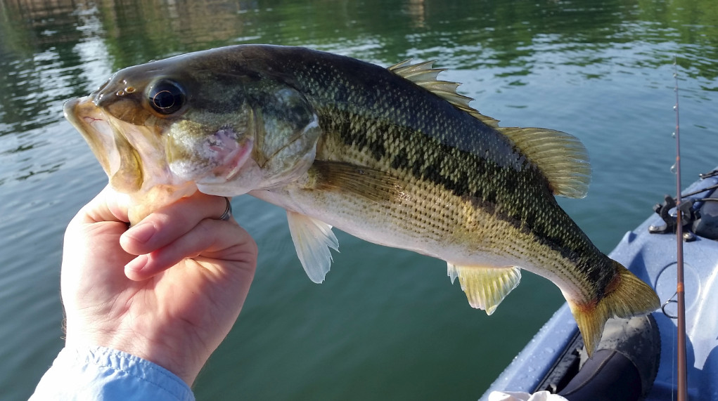 hand holding a spotted bass 
