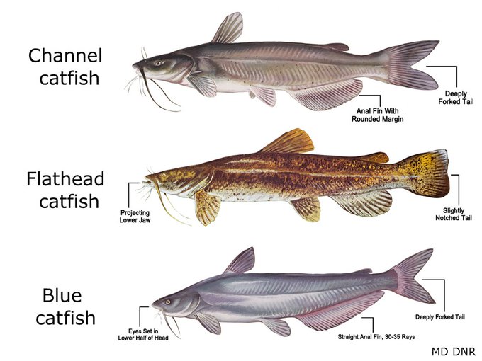 Graphic showing 3 types of catfish: channel, flathead, and blue