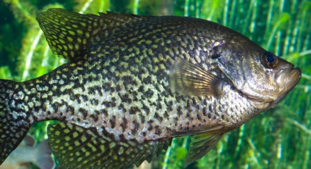 black crappie