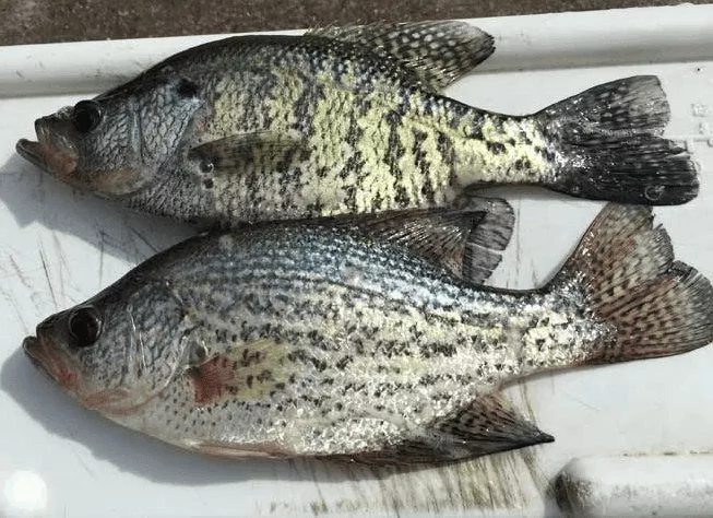Black and white crappie