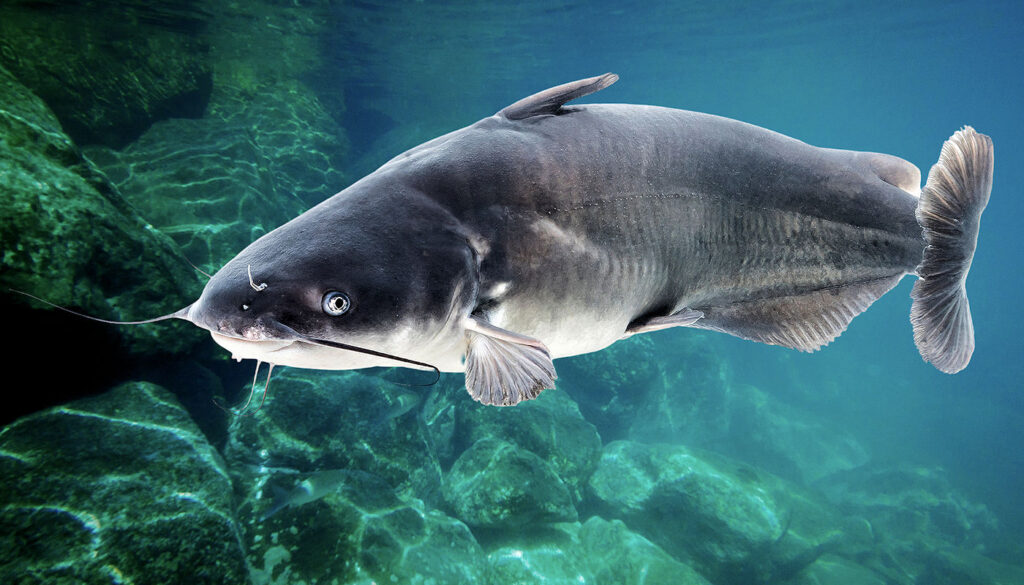 blue catfish