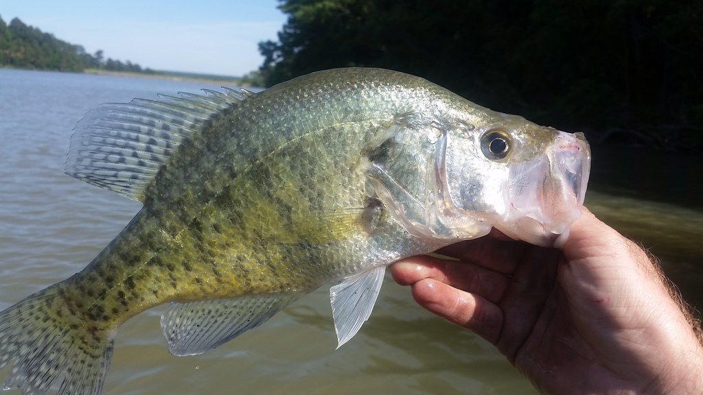 white crappie