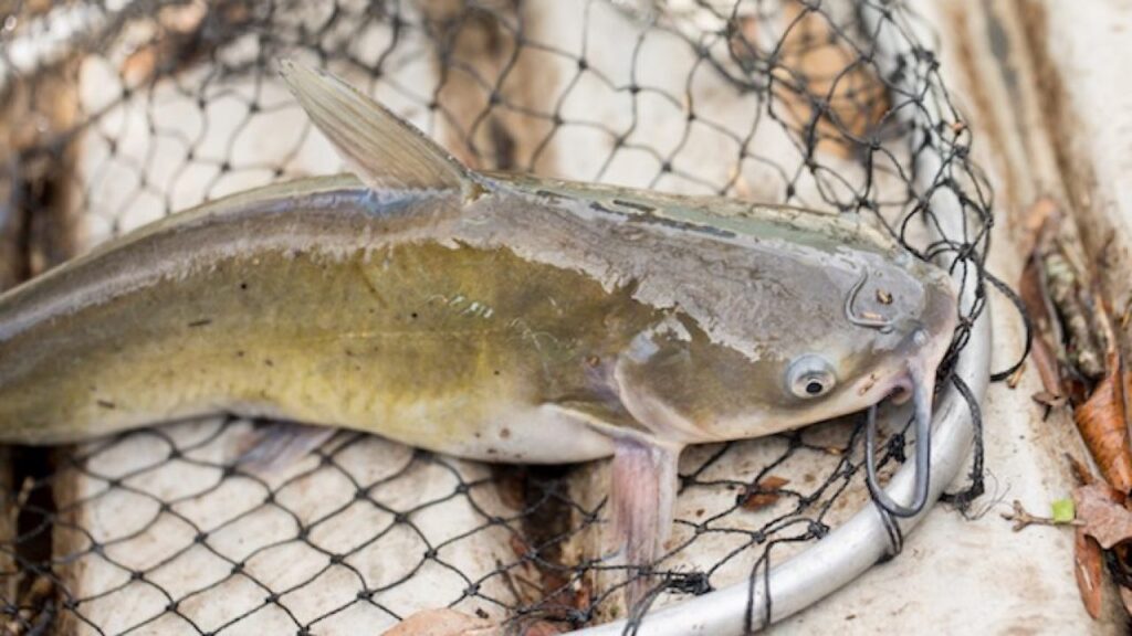 channel catfish 