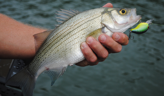 person holding a white bass with a hook in mouth