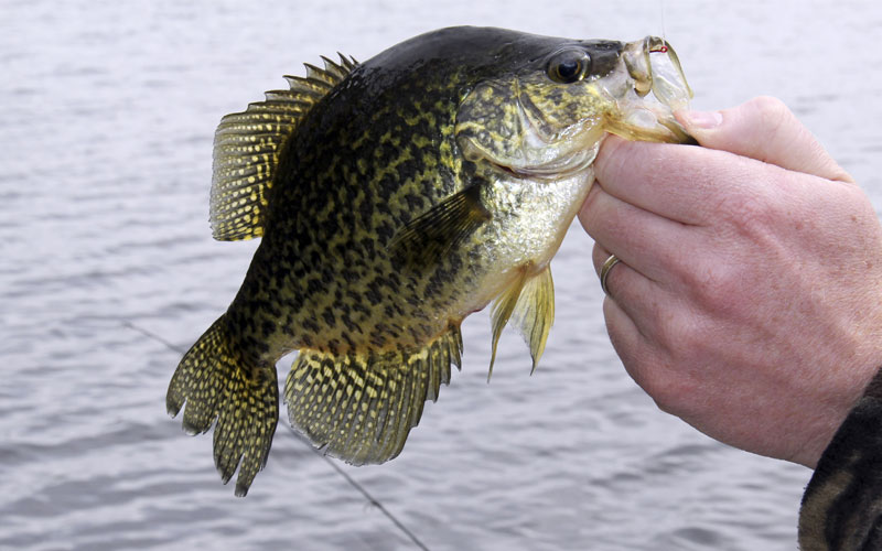 man with a ring holding a crappie fish