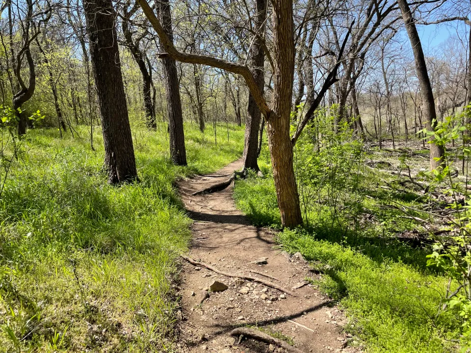 Trees and grass surrounding the Knob Hills trail near Lake Grapevine, comprising 13 miles total.