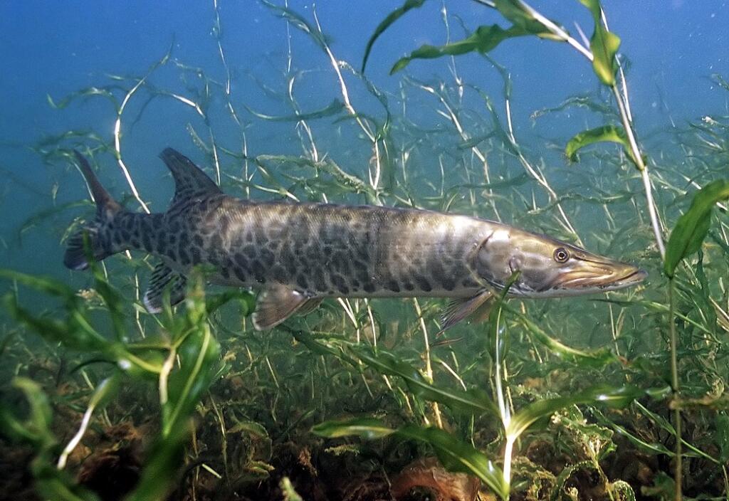 muskellunge swimming in weeds