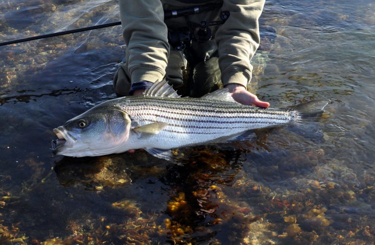 person lifting striped bass out of water