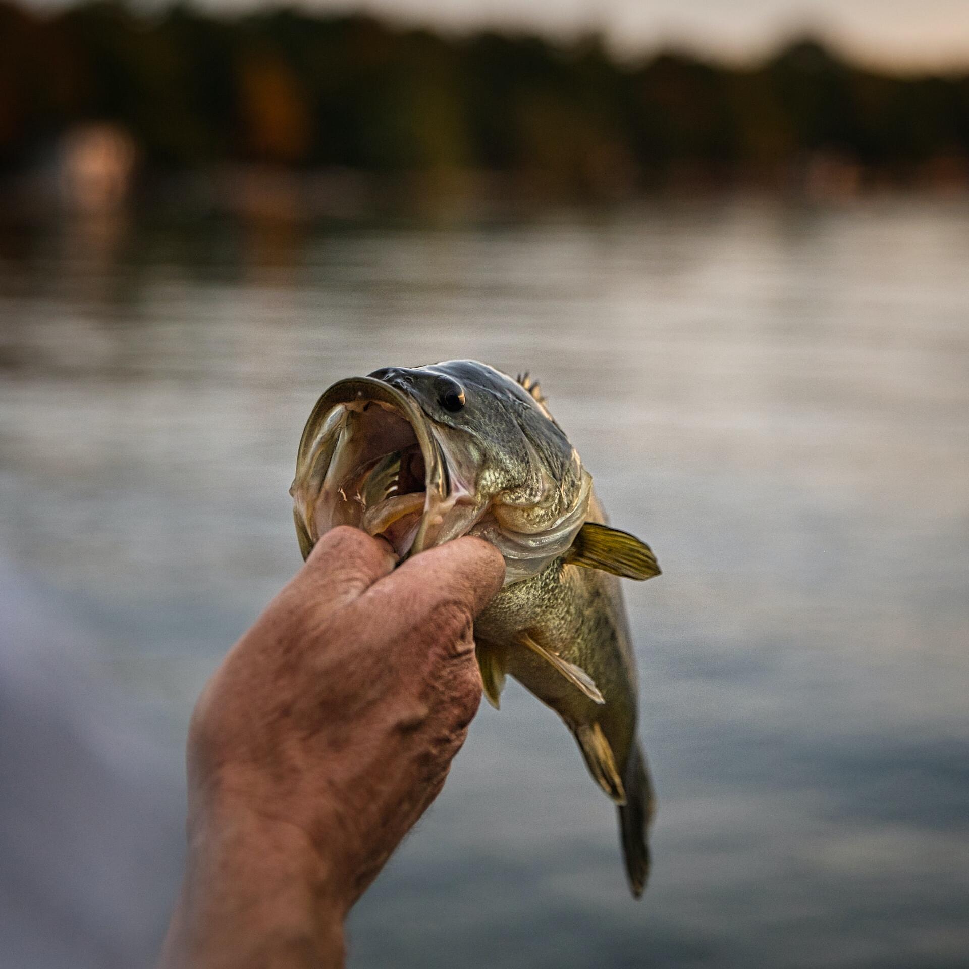 hand holding a largemouth bass