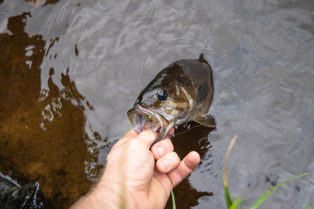 hand holding a smallmouth bass