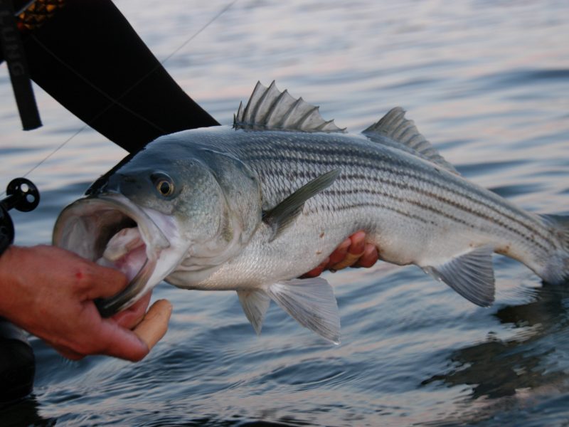 person holding a striped bass